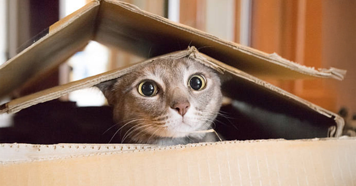 Why Your Cat Loves Hiding in Small Spaces and How to Create a Safe One at Home - Tilting Heads