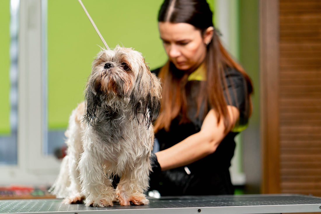 Top Pet Grooming Mistakes to Avoid – Keep Your Pet Healthy & Happy - Tilting Heads