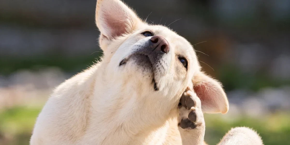 How to Clean Your Dog’s Ears at Home