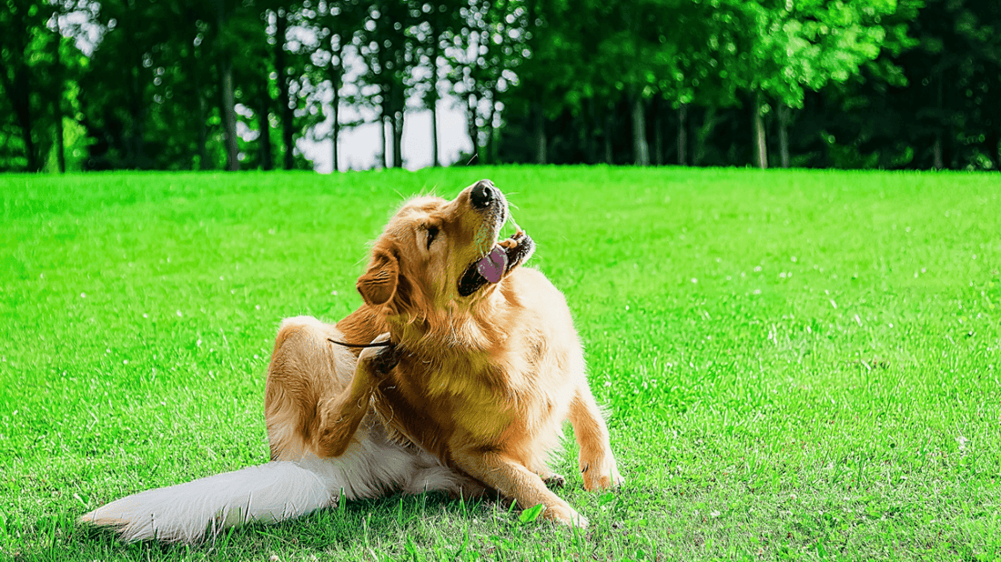 Why Your Dog Keeps Scratching: Common Skin Issues and How to Help - Tilting Heads
