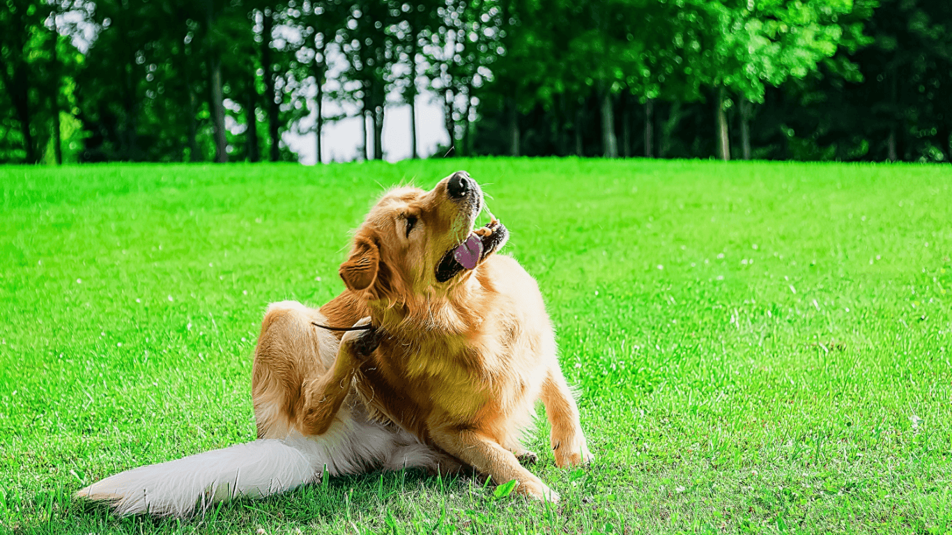 Why Your Dog Keeps Scratching: Common Skin Issues and How to Help - Tilting Heads