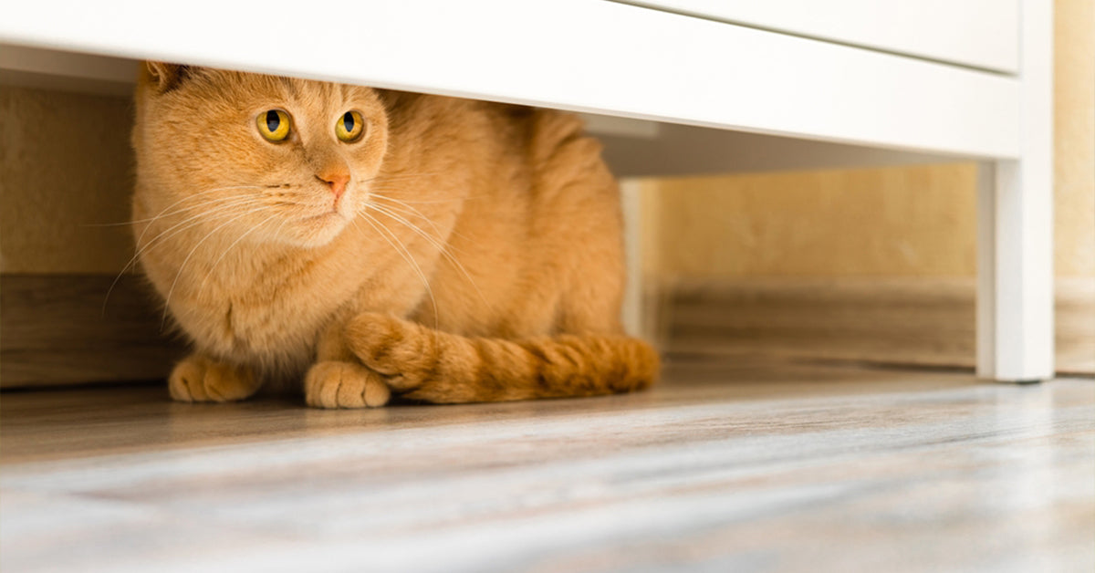 Why Every Trip to the Vet Turns Into a Battle — and How to Fix It - Tilting Heads