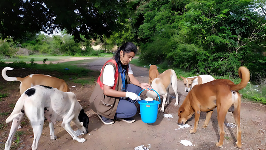 No Feeding in Public Places: Supreme Court’s Stand on Stray Dog Management