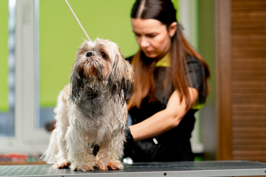 Top Pet Grooming Mistakes to Avoid – Keep Your Pet Healthy & Happy
