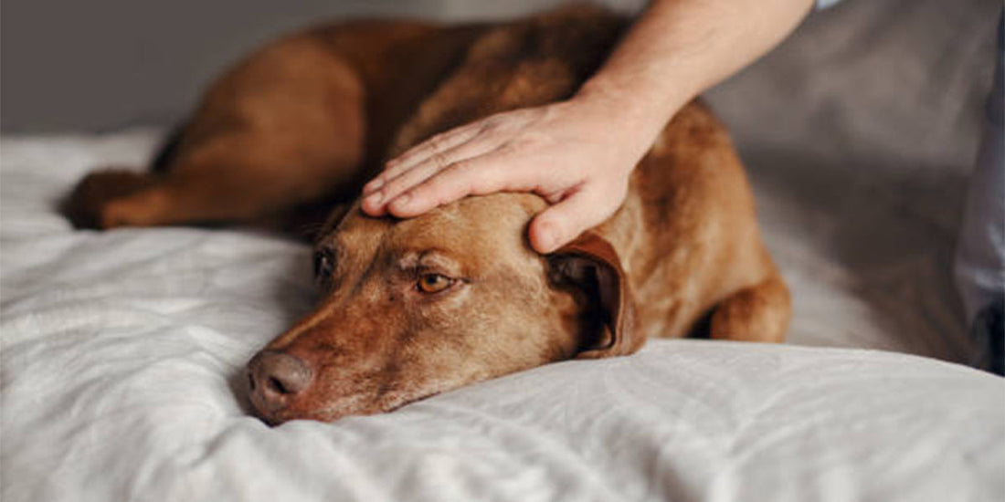 Why Your Dog’s Skin Gets Drier in Winter and How to Fix It Naturally