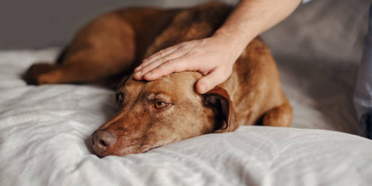 Why Your Dog’s Skin Gets Drier in Winter and How to Fix It Naturally - Tilting Heads