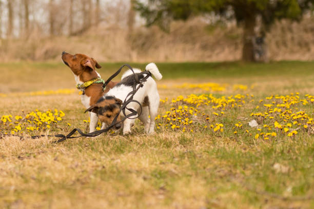 Two Dogs, Two Leashes, and Endless Tangles — Sound Familiar? - Tilting Heads