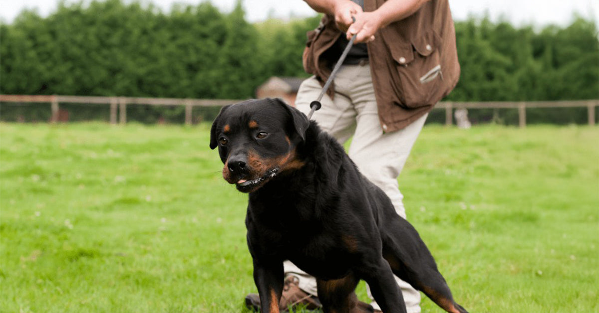 When Every Walk Feels Like a Tug-of-War — Here’s How to Fix It - Tilting Heads