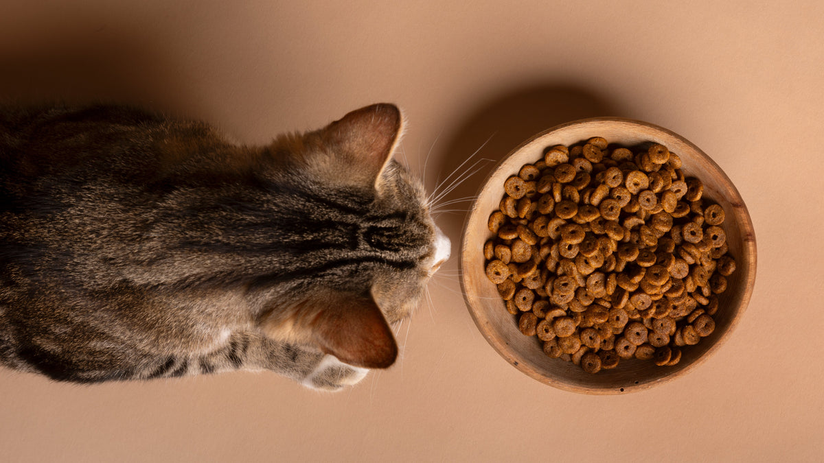 The One Feeding Mistake Even Loving Pet Parents Make - Tilting Heads