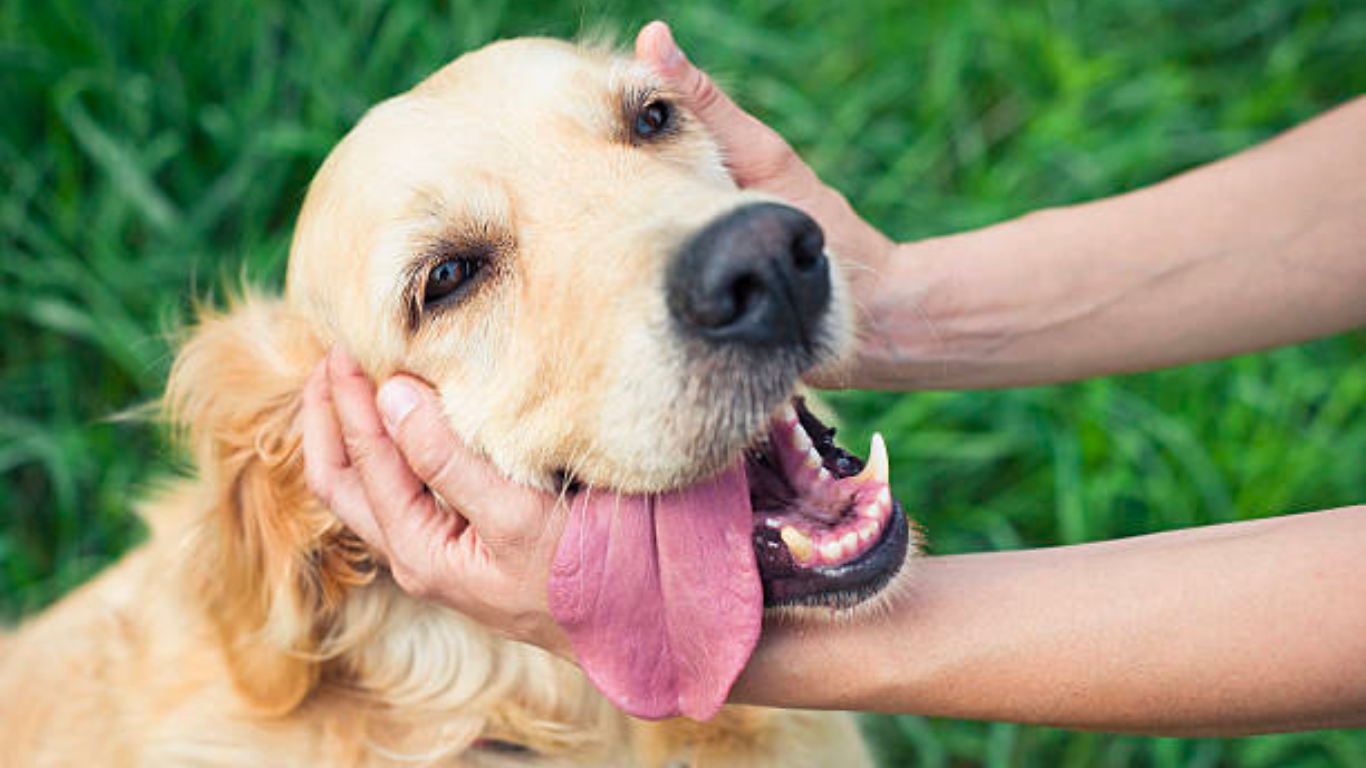 The Quiet Lessons Pets Teach Us Every Single Day - Tilting Heads