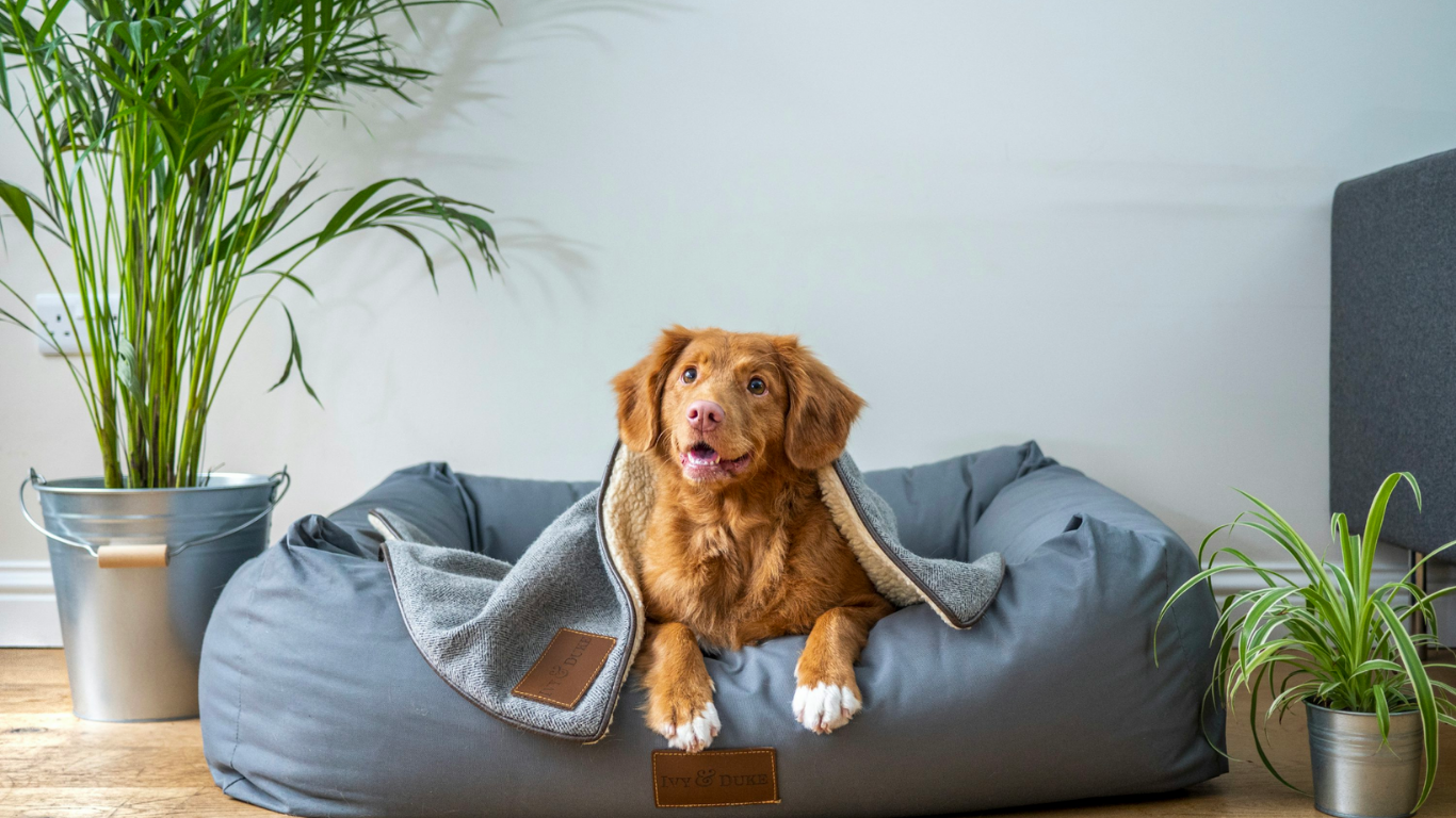 Simple Enrichment Ideas for Pets Who Stay Indoors Most of the Day - Tilting Heads