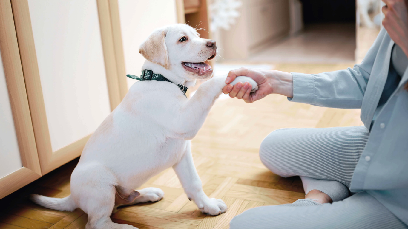 Why Your Pet’s Paws Need Extra Love This Winter - Tilting Heads