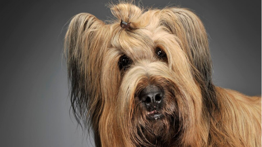 Why Your Dog’s Bad Hair Day Could Be a Sign of Something Bigger