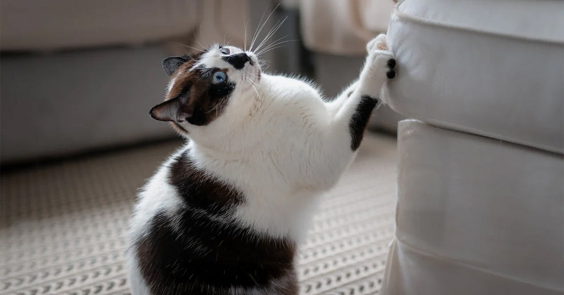 Why Your Cat Scratches Everything — and How to Turn It Into Play - Tilting Heads