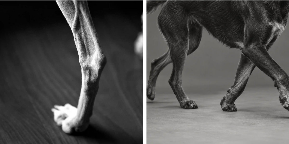 Dog's Back Legs Weak? Signs and What You Can Do