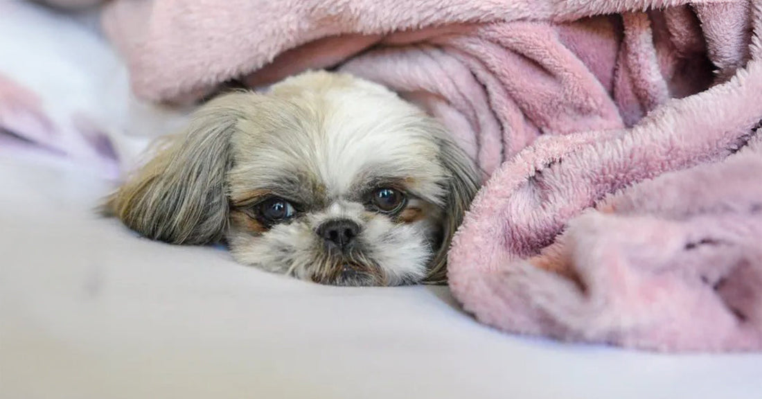 When Your Pup Hesitates at the Door on Chilly Mornings - Tilting Heads