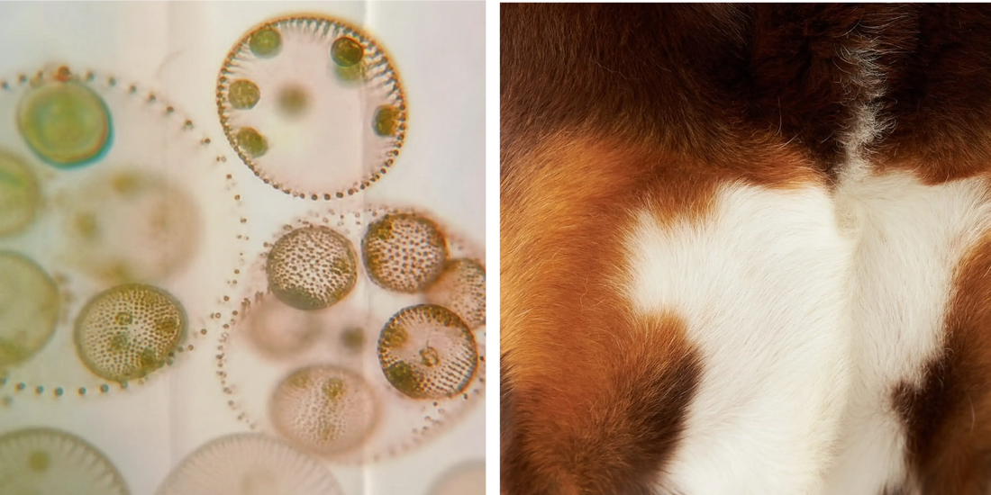 What Is the Skin Microbiome? And Why Your Dog's Shampoo May Be Disrupting It