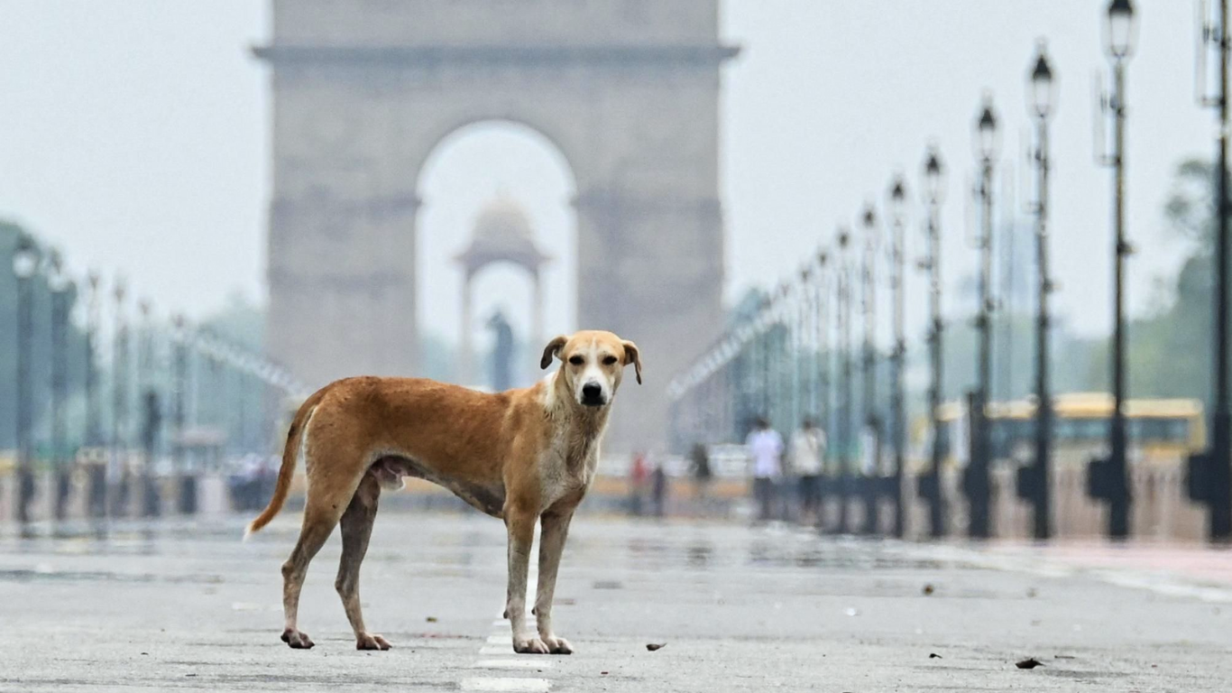 5 Simple Ways to Help Stray Dogs Survive the Cold This Winter - Tilting Heads