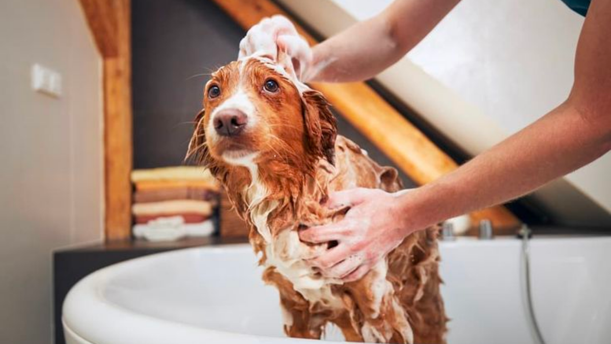 How Daily Grooming Builds Trust Between You and Your Pet - Tilting Heads