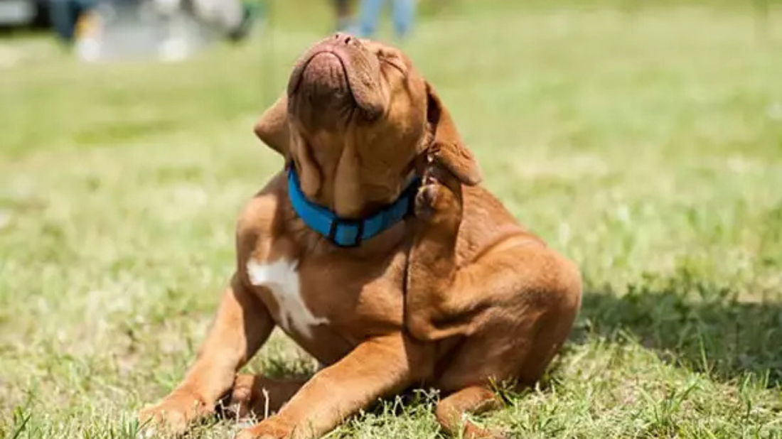 The Hidden Dangers in Cheap Dog Shampoos – What to Avoid