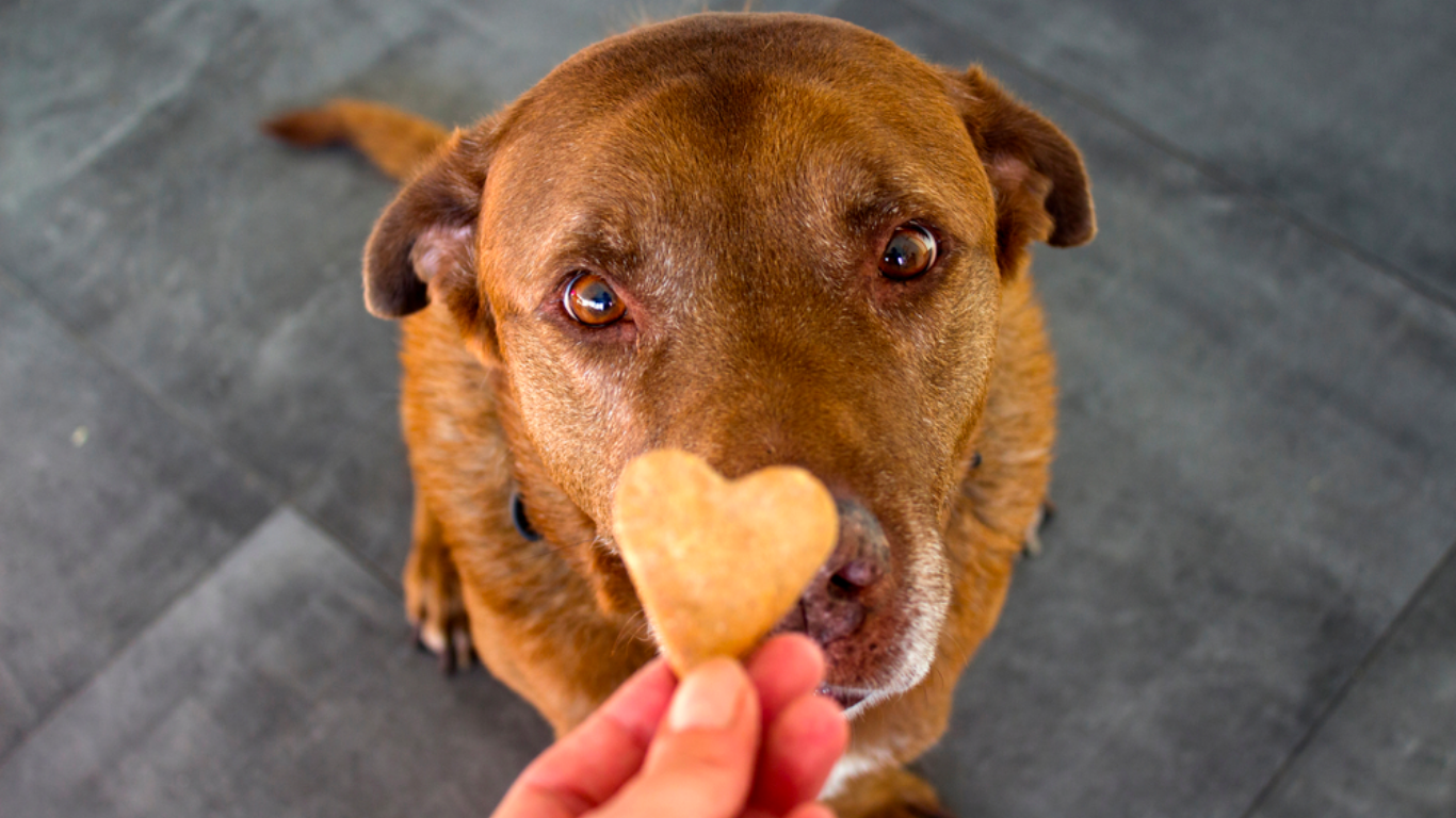 What Pets Really Need Beyond Walks and Treats - Tilting Heads