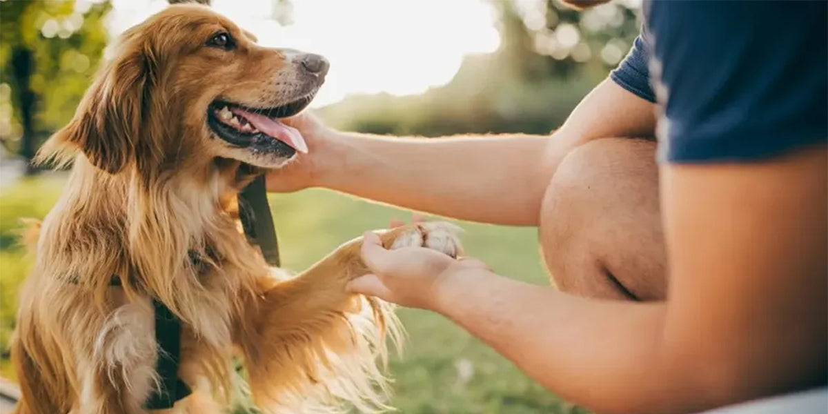 How to Keep Your Dog’s Paws Clean and Healthy After Every Walk - Tilting Heads