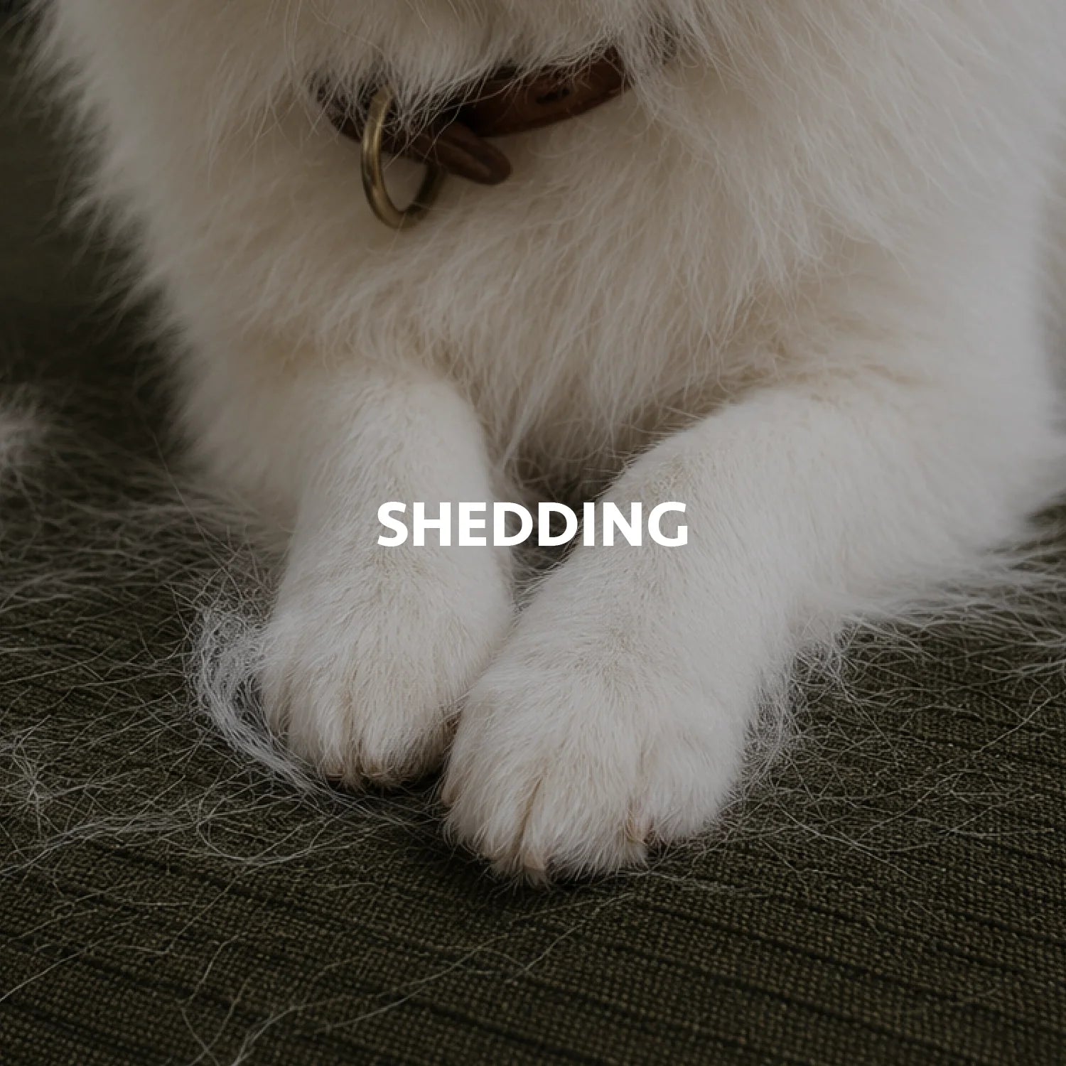 Shedding