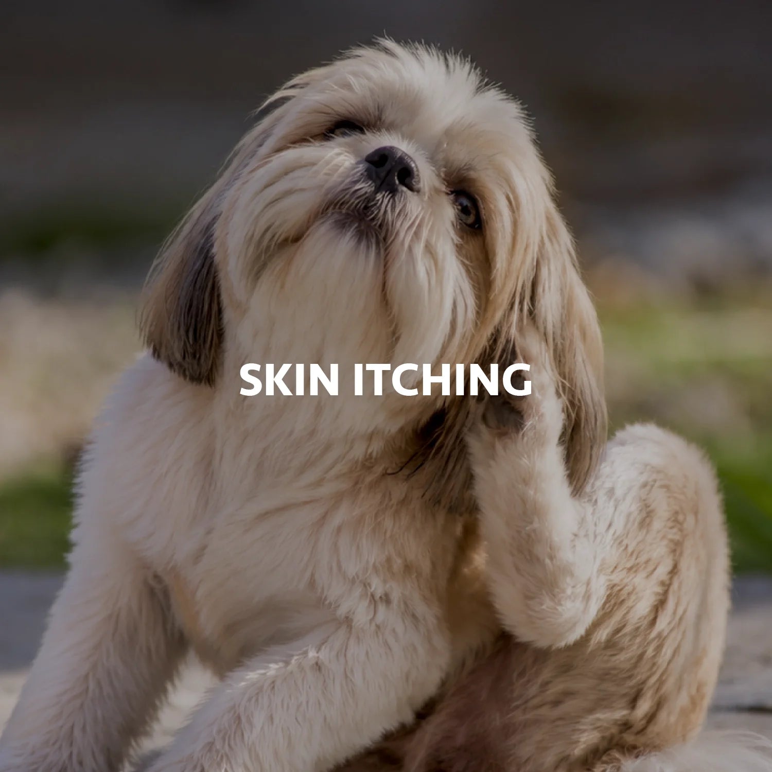Skin Itching
