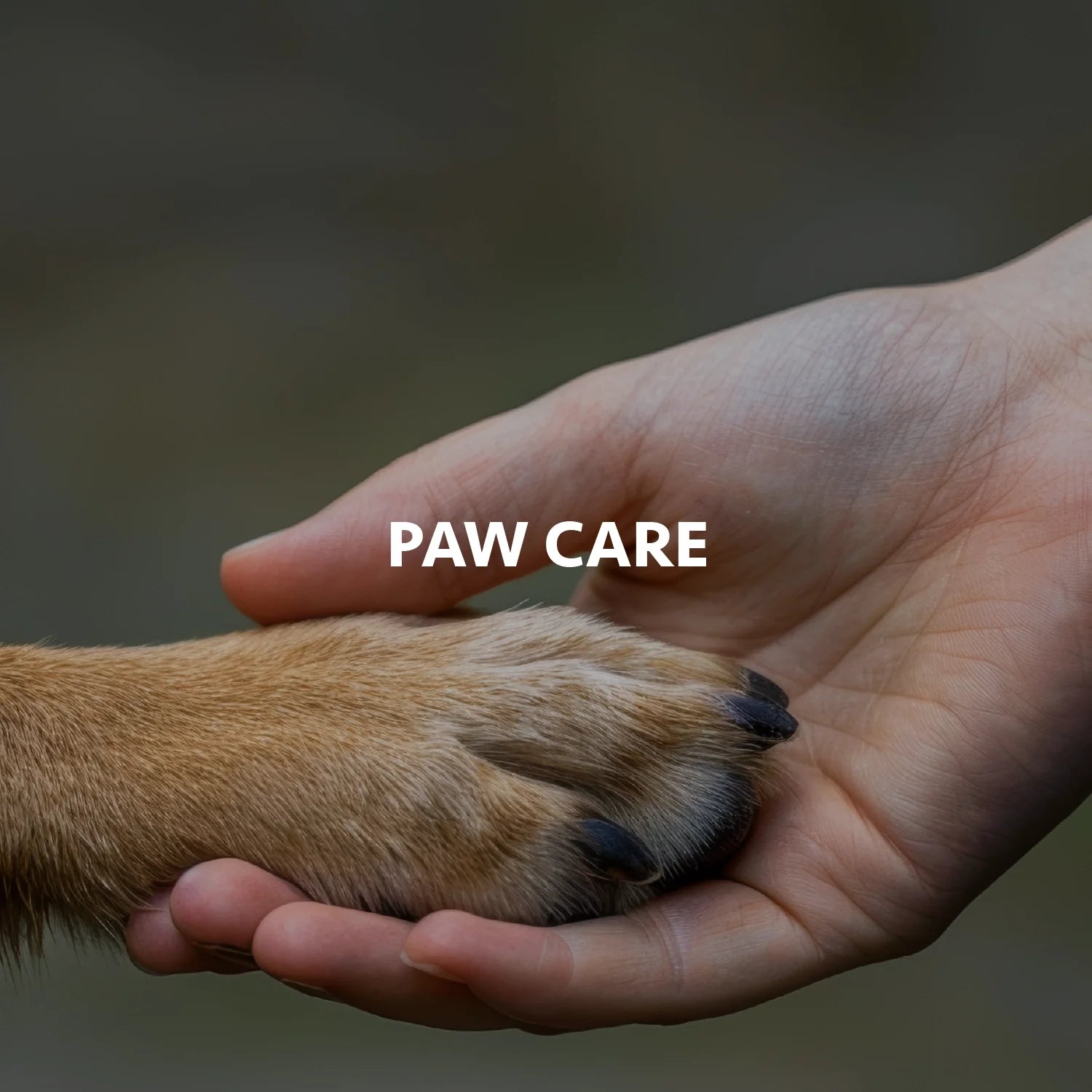 Paw Care