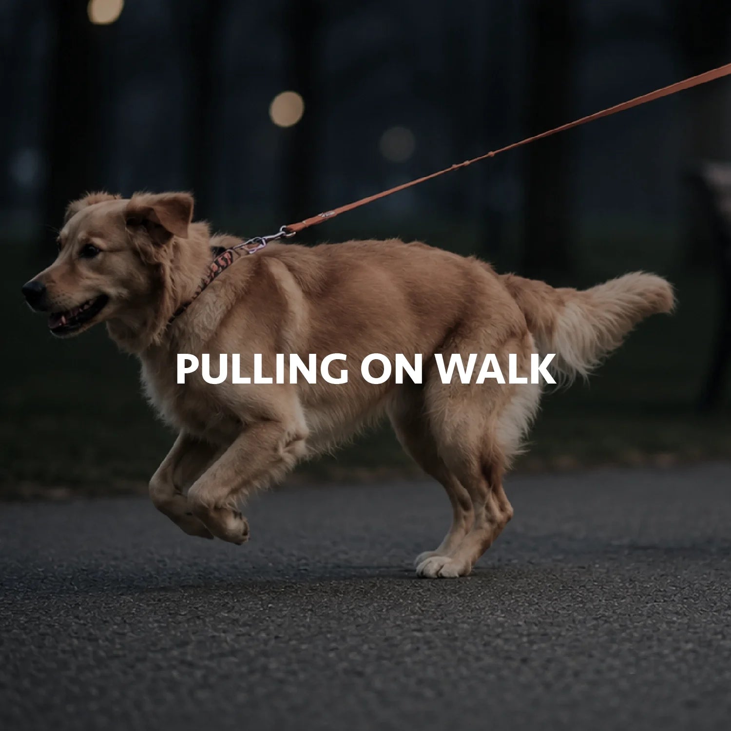 Pulling On Walk