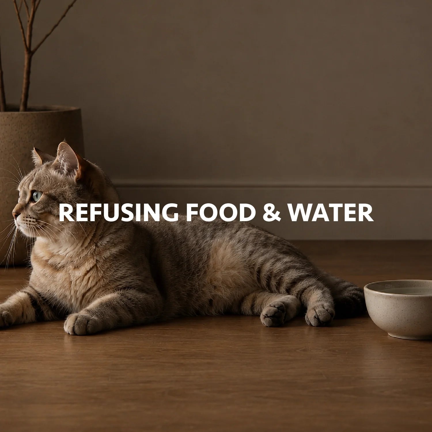 Refusing Food & Water