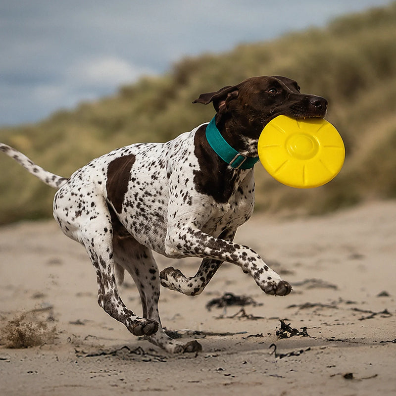 Play & Instinct | Dogs