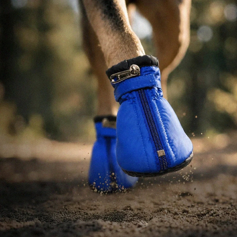 Walk & Adventure | Dogs