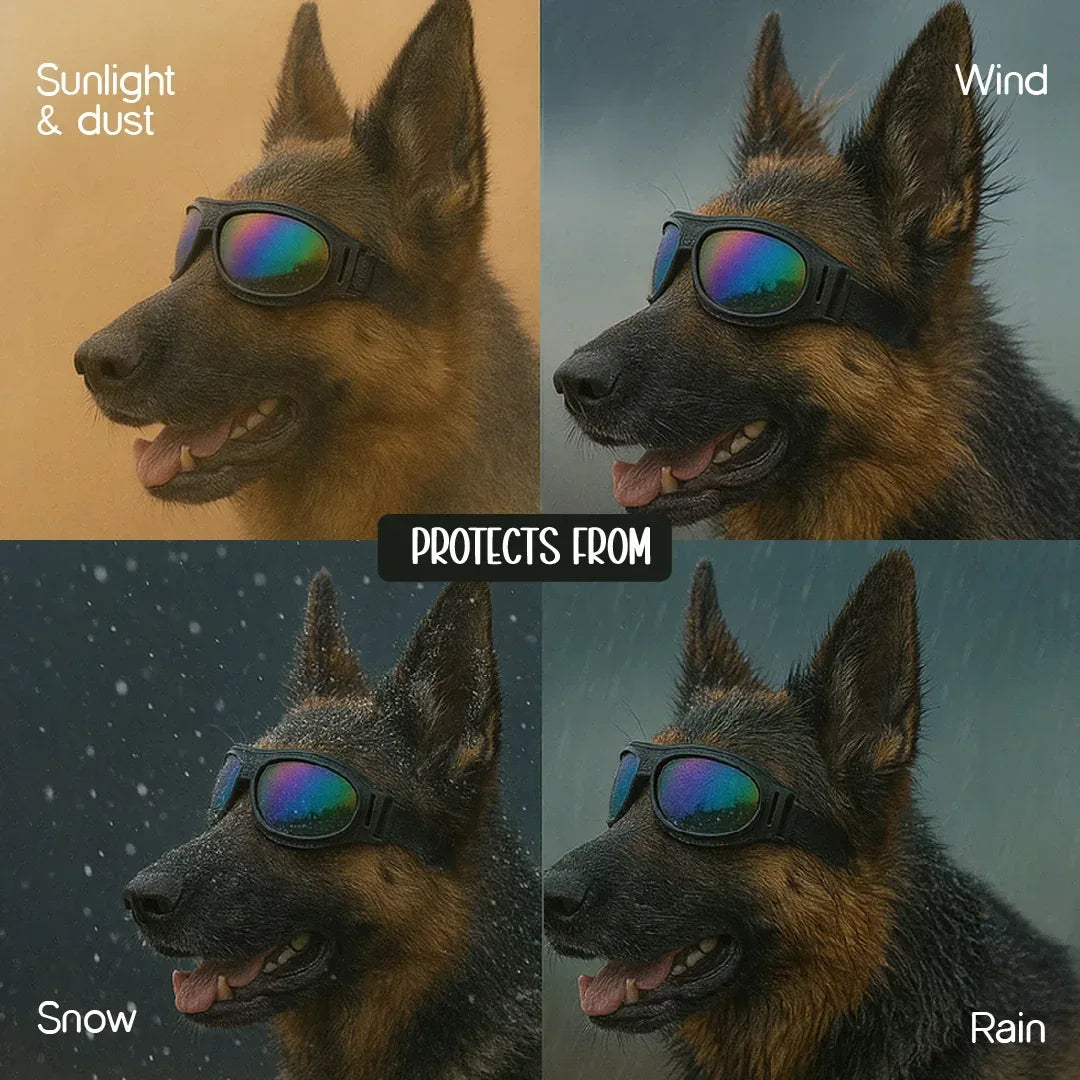 AlphaView Pet Shades – Cool, Comfy Eyewear for Stylish Outdoor Dogs - Tilting Heads
