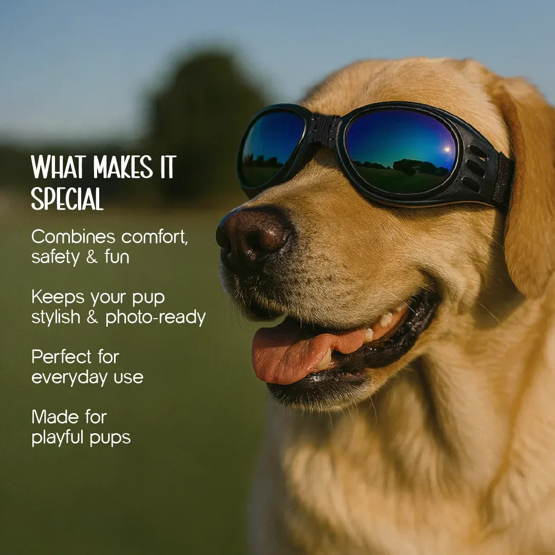 AlphaView Pet Shades – Cool, Comfy Eyewear for Stylish Outdoor Dogs - Tilting Heads