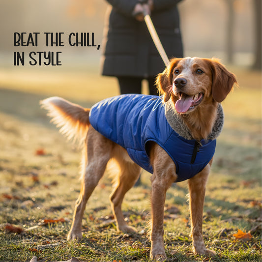 ArcticFunk Jacket – Windproof, Cosy & Everyday Winter Wear for Pets