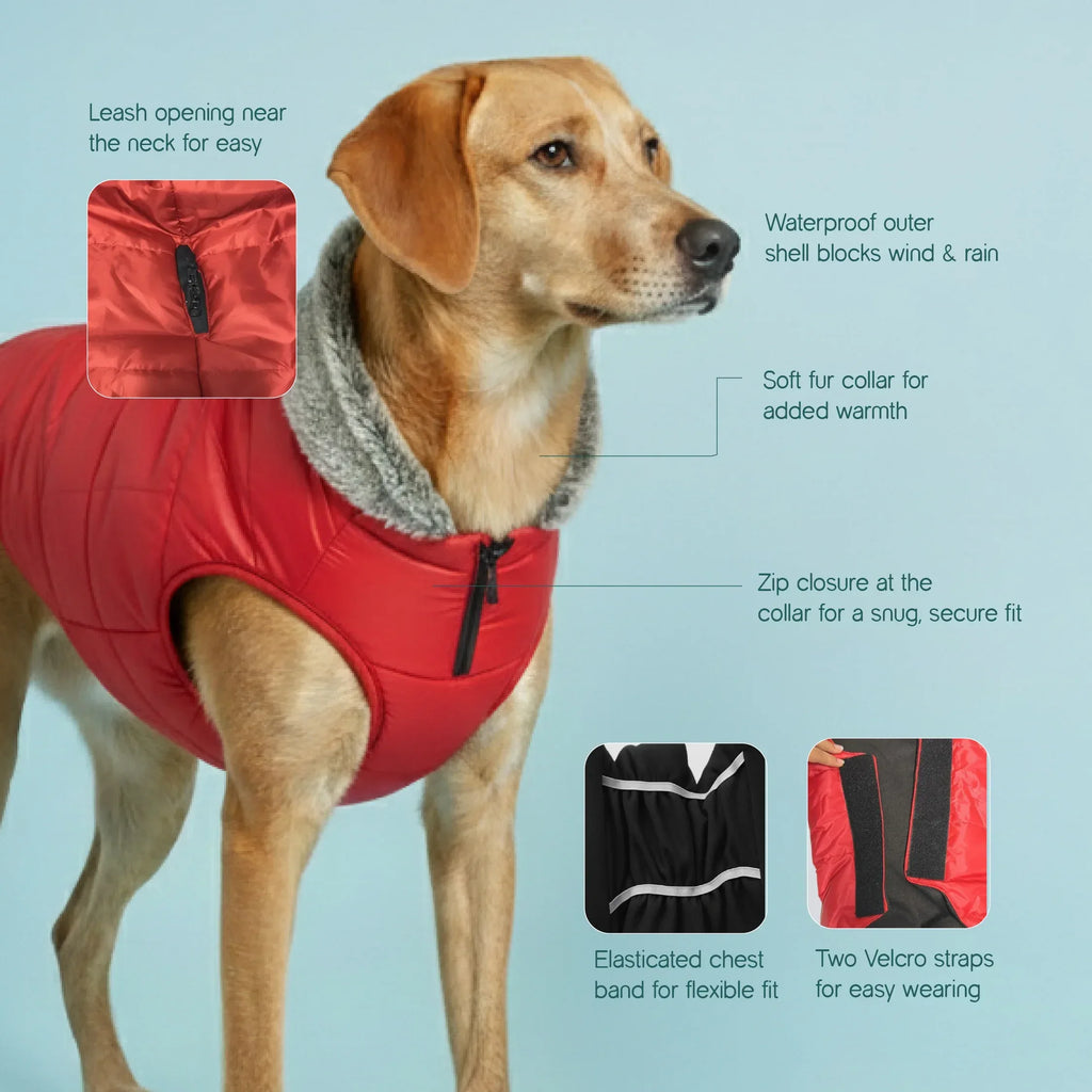 ArcticFunk Jacket – Windproof, Cosy & Everyday Winter Wear for Pets - Tilting Heads