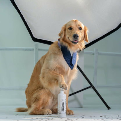 Skin Microbiome Boosting Dog Shampoo - Tilting Heads.