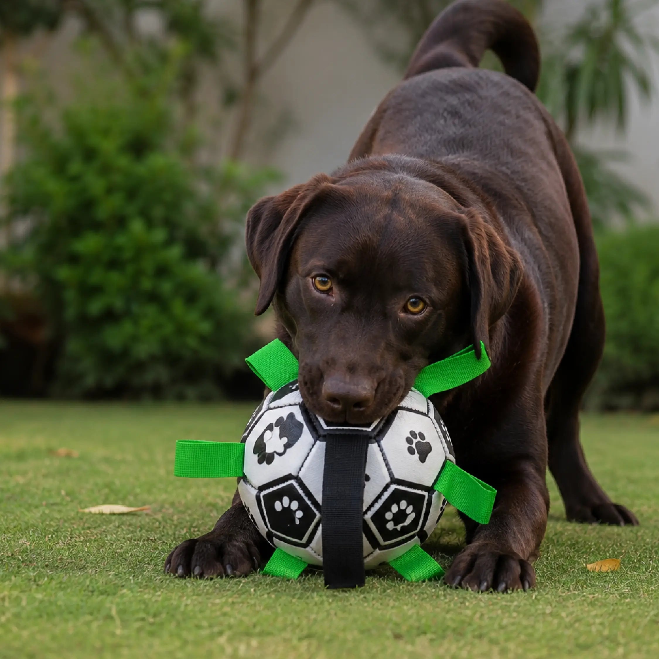 BounceTug Ball