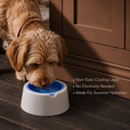 ChillSip Bowl – Cooling Pet Water Bowl for Fresh, Hydrated Days