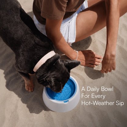 ChillSip Bowl – Cooling Pet Water Bowl for Fresh, Hydrated Days