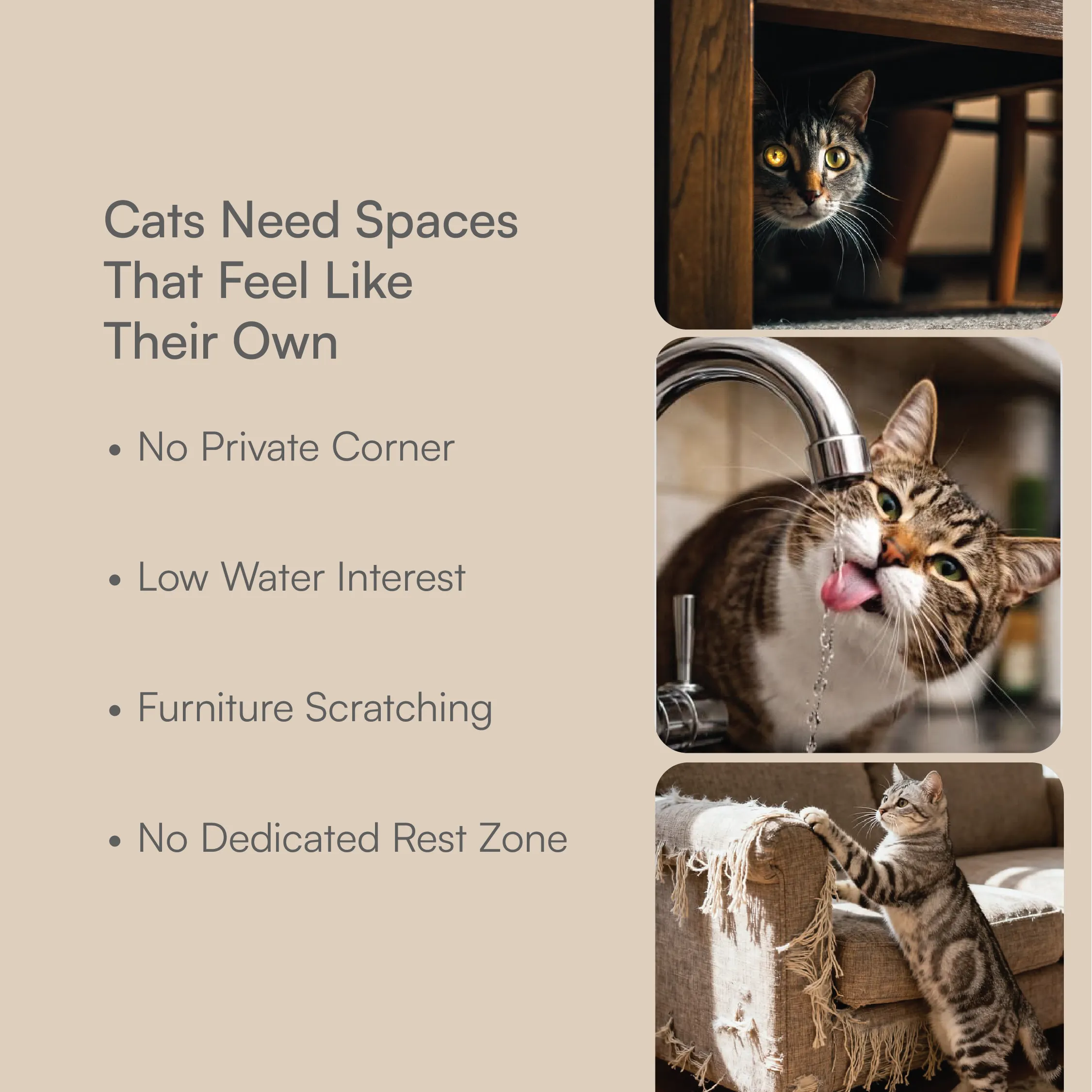 Cat Comfort Kit | Hide, Sip & Scratch