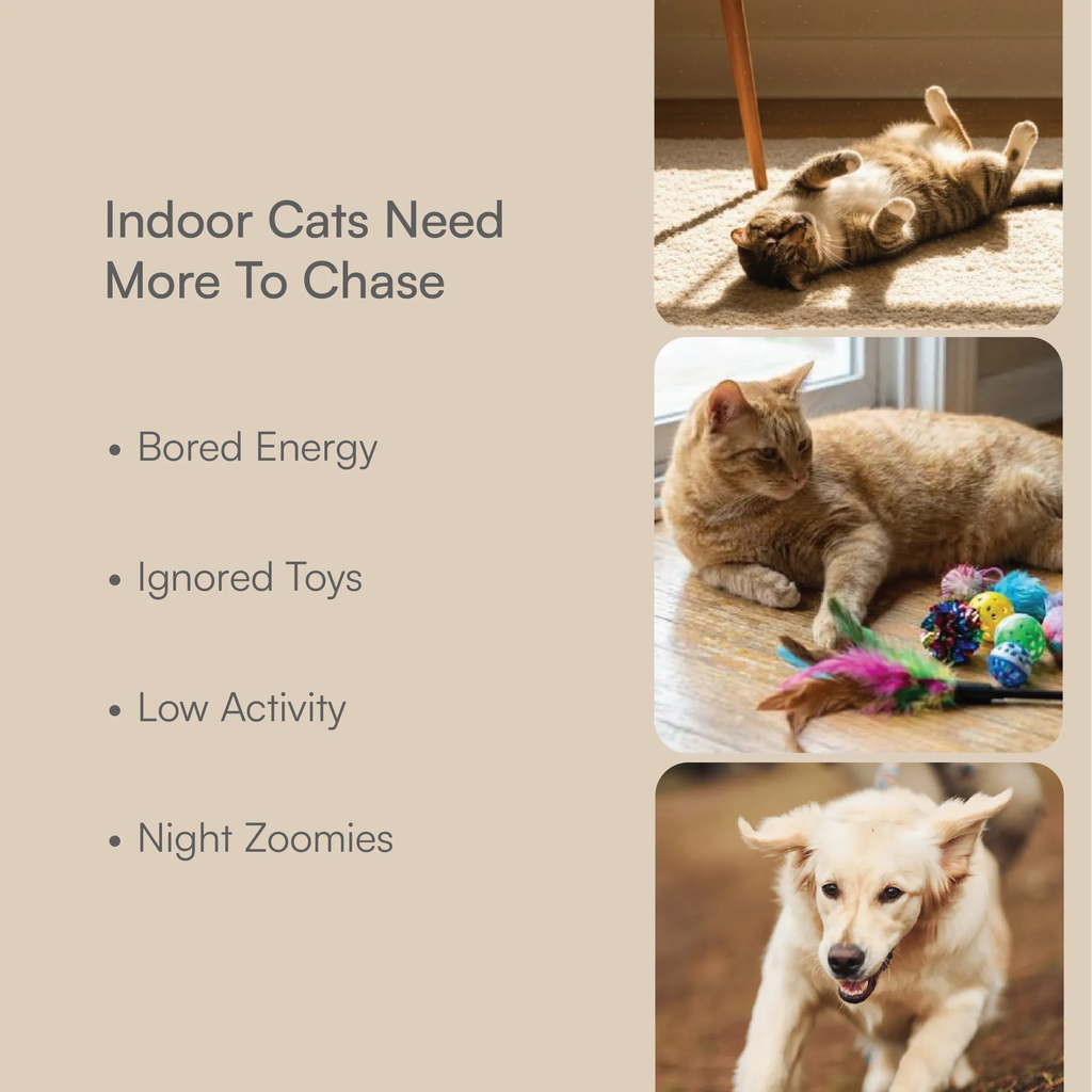 Cat Play Kit – Interactive Indoor Play Kit for Cats
