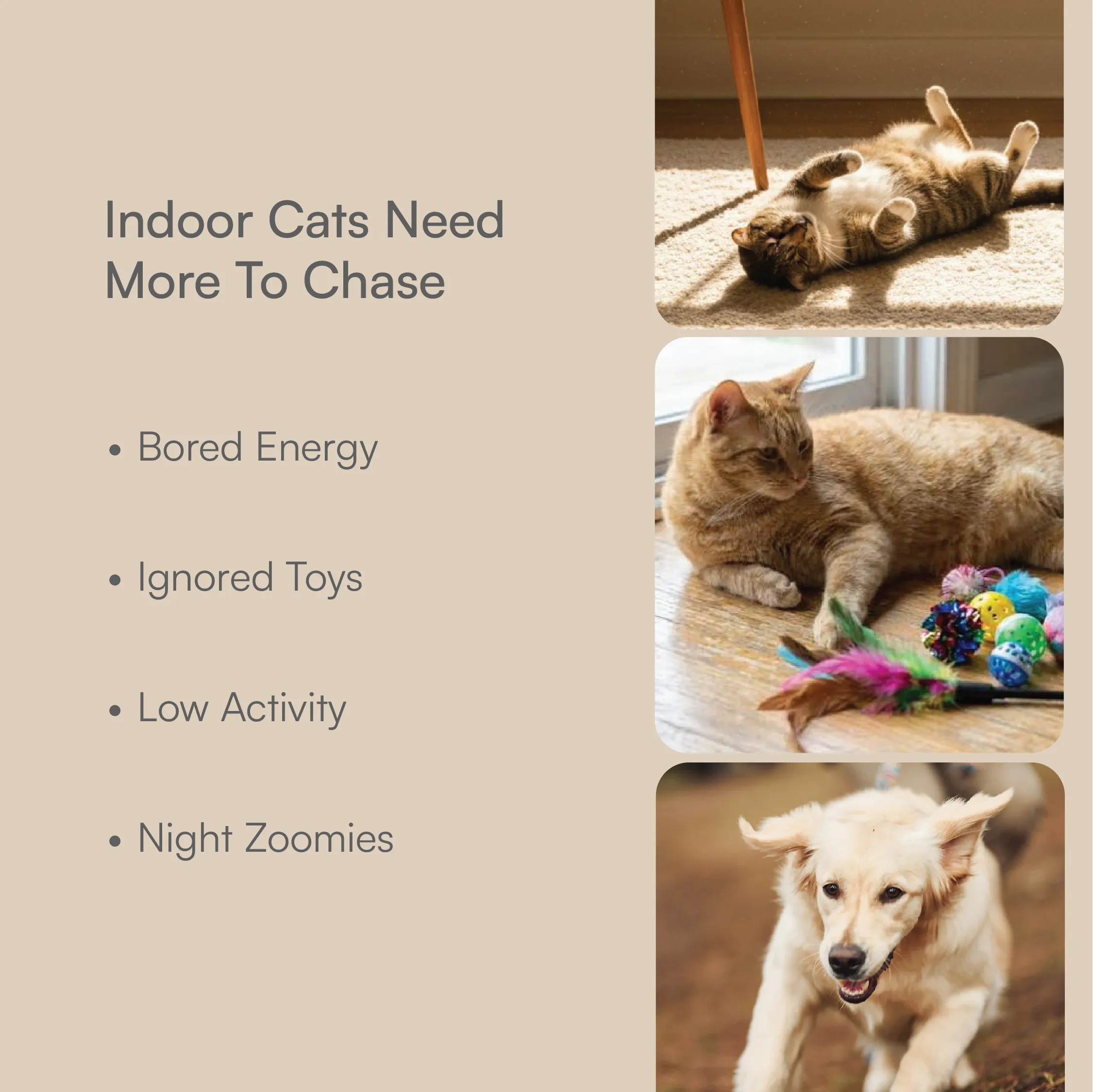 Cat Play Kit – Interactive Indoor Play Kit for Cats