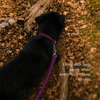 GripBraid Leash Set – Braided Collar & Leash For Strong Walk Control