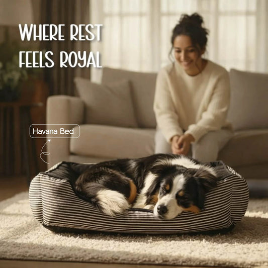 Havana Bed | Ultra-Soft Velvet Pet Bed | Washable, Non-Slip & Perfect for Everyday Snuggles - Tilting Heads