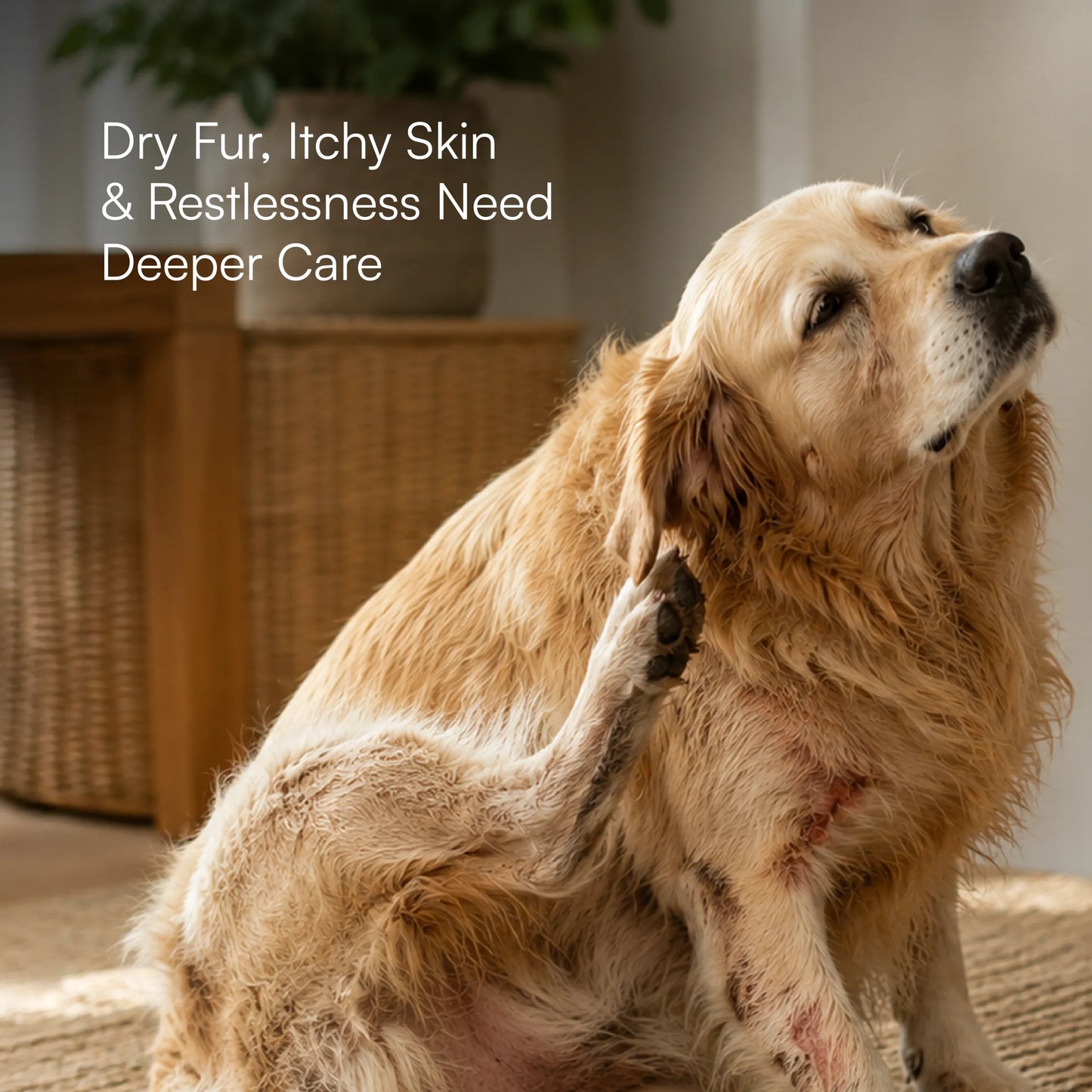 Herbal Coat Therapy Oil | Stress Relief & Relaxation | Natural, Safe Formulation for Dogs & Cats