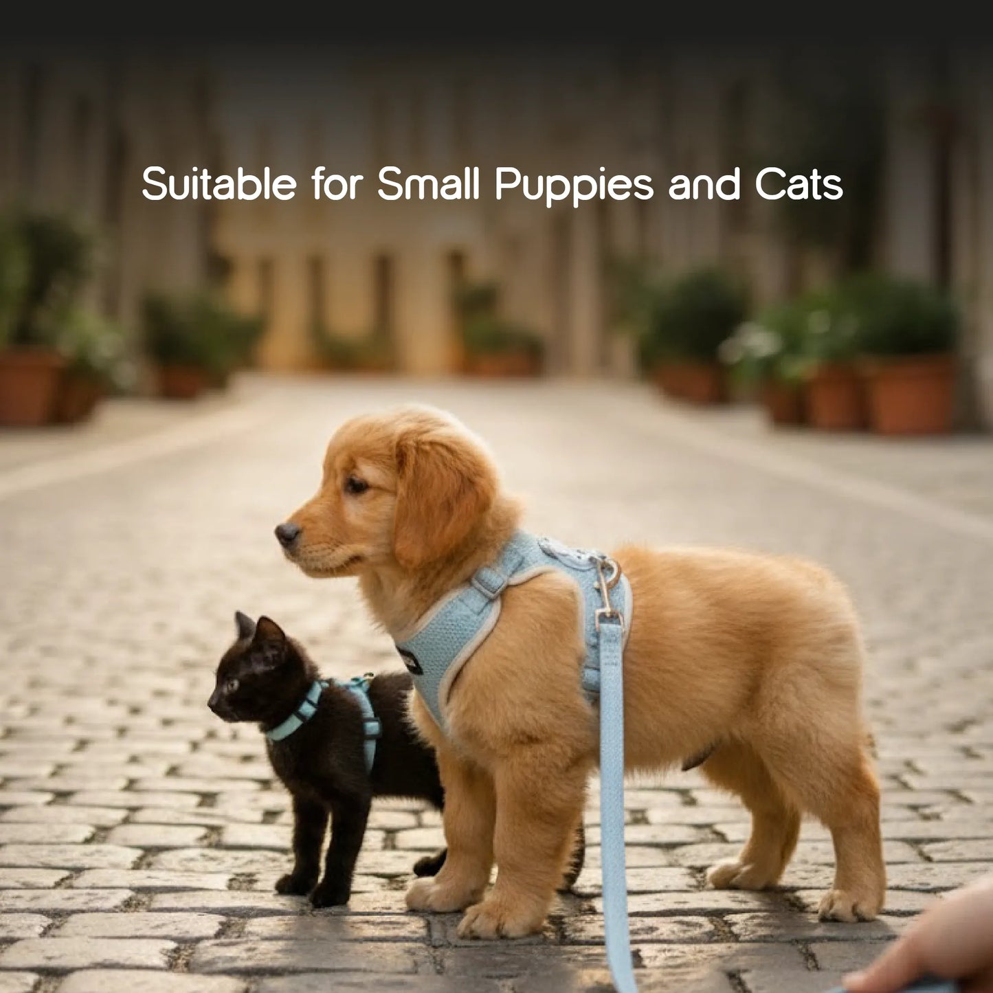 Kindred Harness | Stylish Safety | Comfort for Everyday Walks