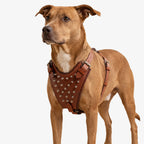 Kingsguard Leather Harness
