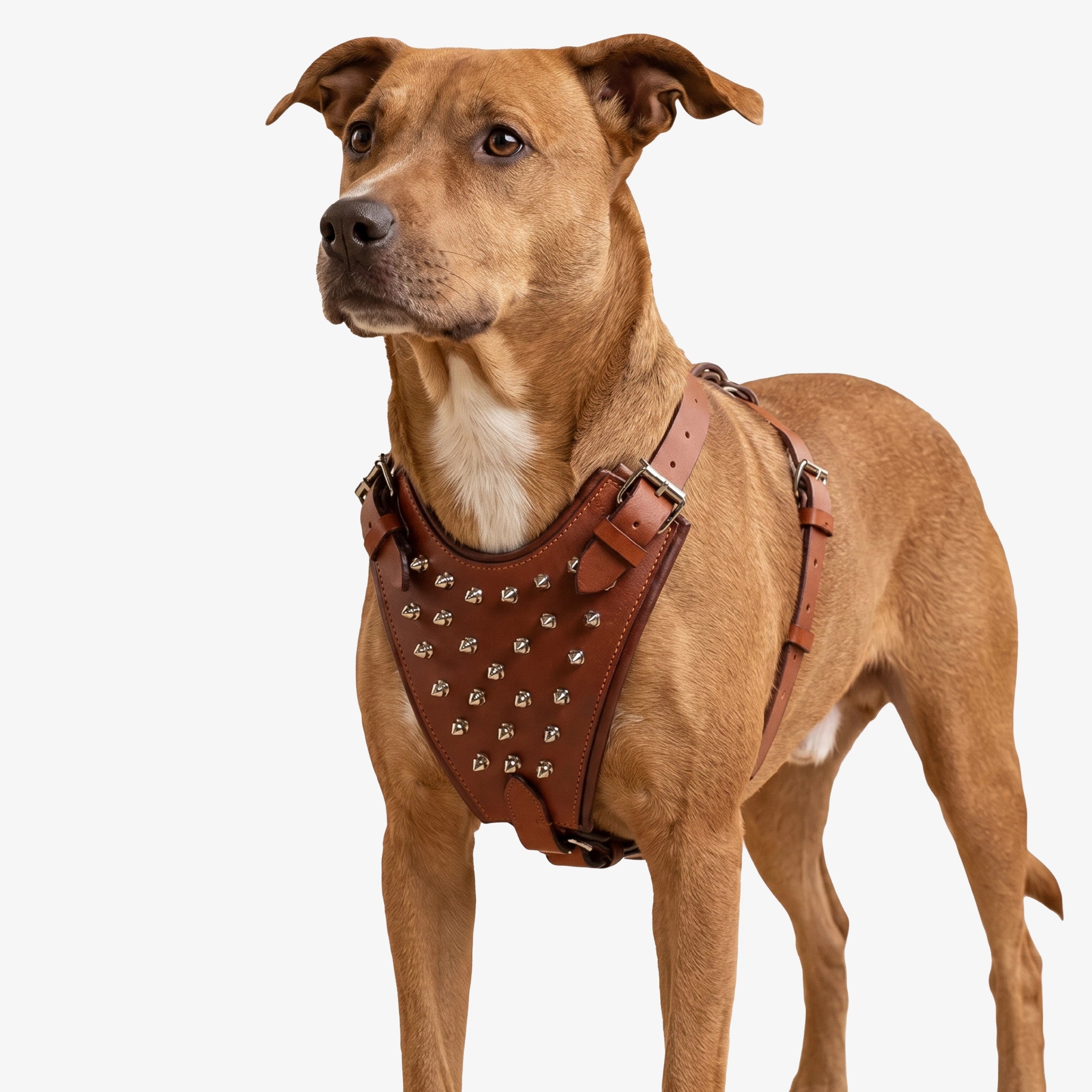 Kingsguard Leather Harness